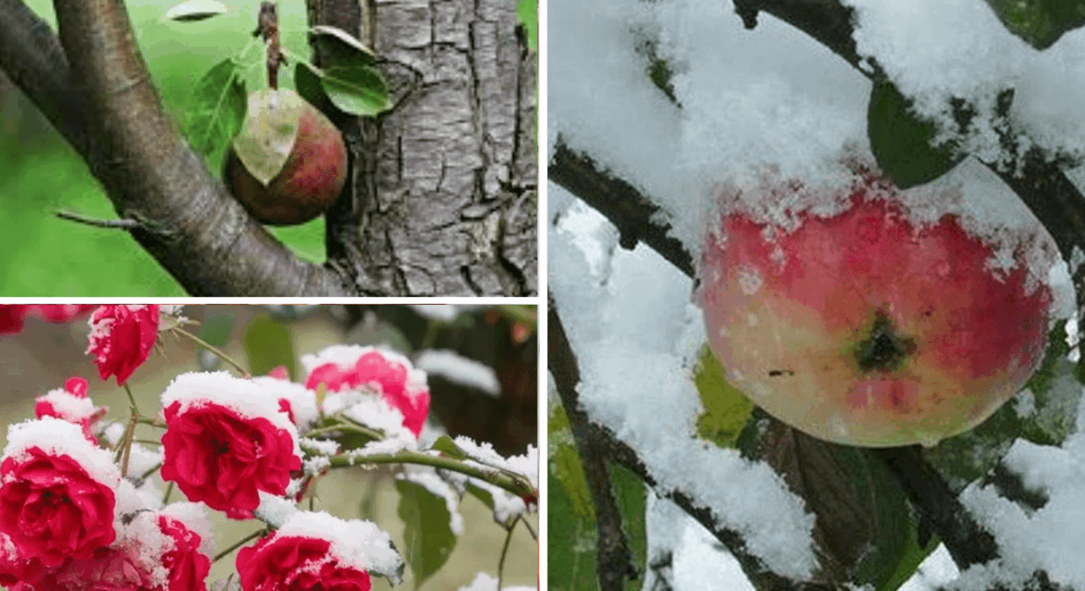 2 дерева та 5 кущів потребують обов’язкової обрізки у грудні: якщо немає морозів, беруся за секатор 