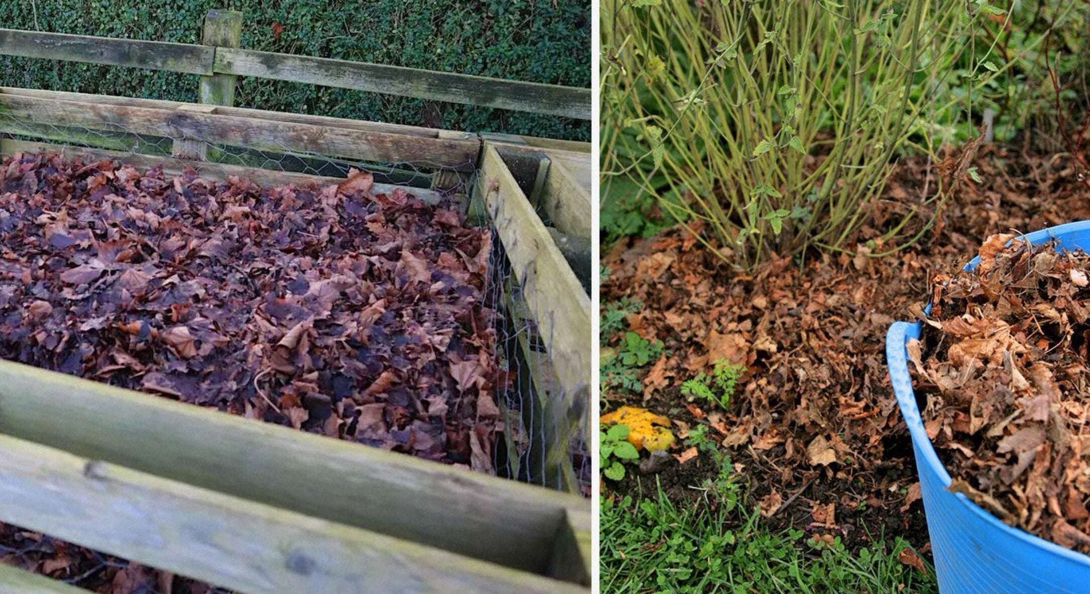 Опале листя я ніколи не вивожу на смітник: ось 3 простих способи корисного використання в саду та на городі 