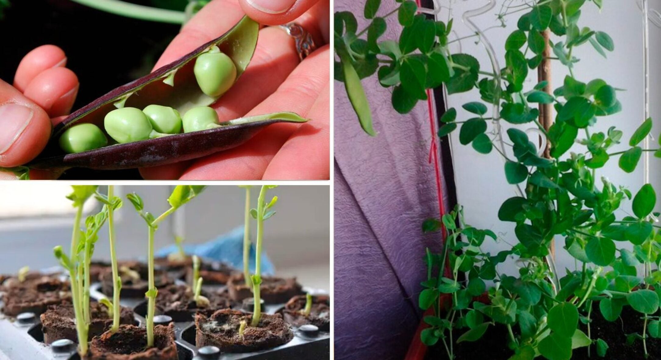 На підвіконні не герань і не орхідея: вирощую у грудні зелений горошок – вітаміни до столу просто на кухні 