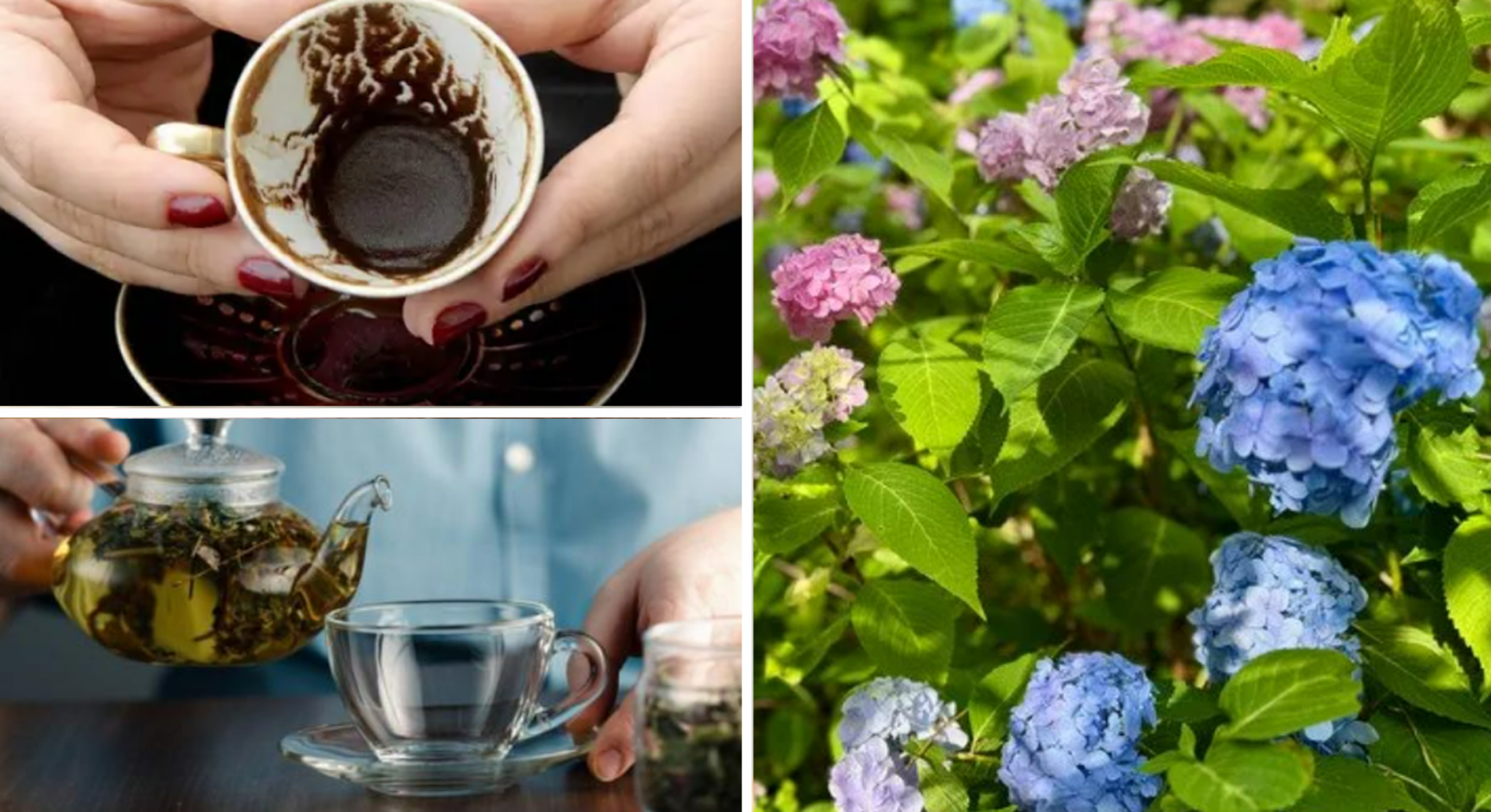 Мої гортензії дякують за таке частування пишним цвітом: ніякої хімії не купую – достатньо кухонних відходів 