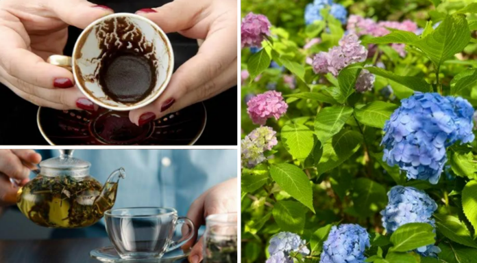 Мої гортензії дякують за таке частування пишним цвітом: ніякої хімії не купую – достатньо кухонних відходів Якими кухонними відходами підживити гортензії для пишного цвітіння