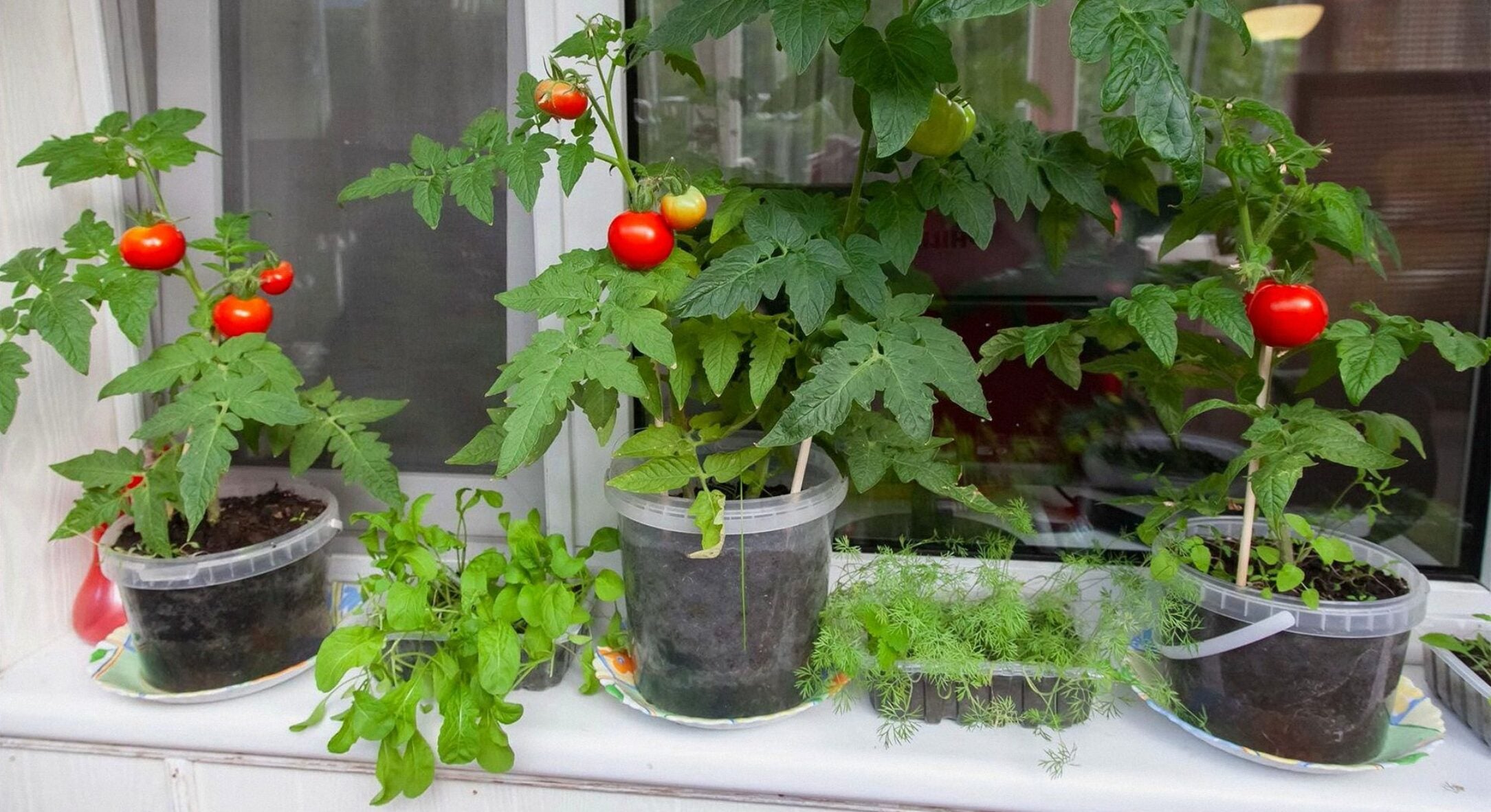 Балкон став мінітеплицею: як узимку на лоджії вирощую помідори та 4 види зелені, хоча надворі тріщить мороз 