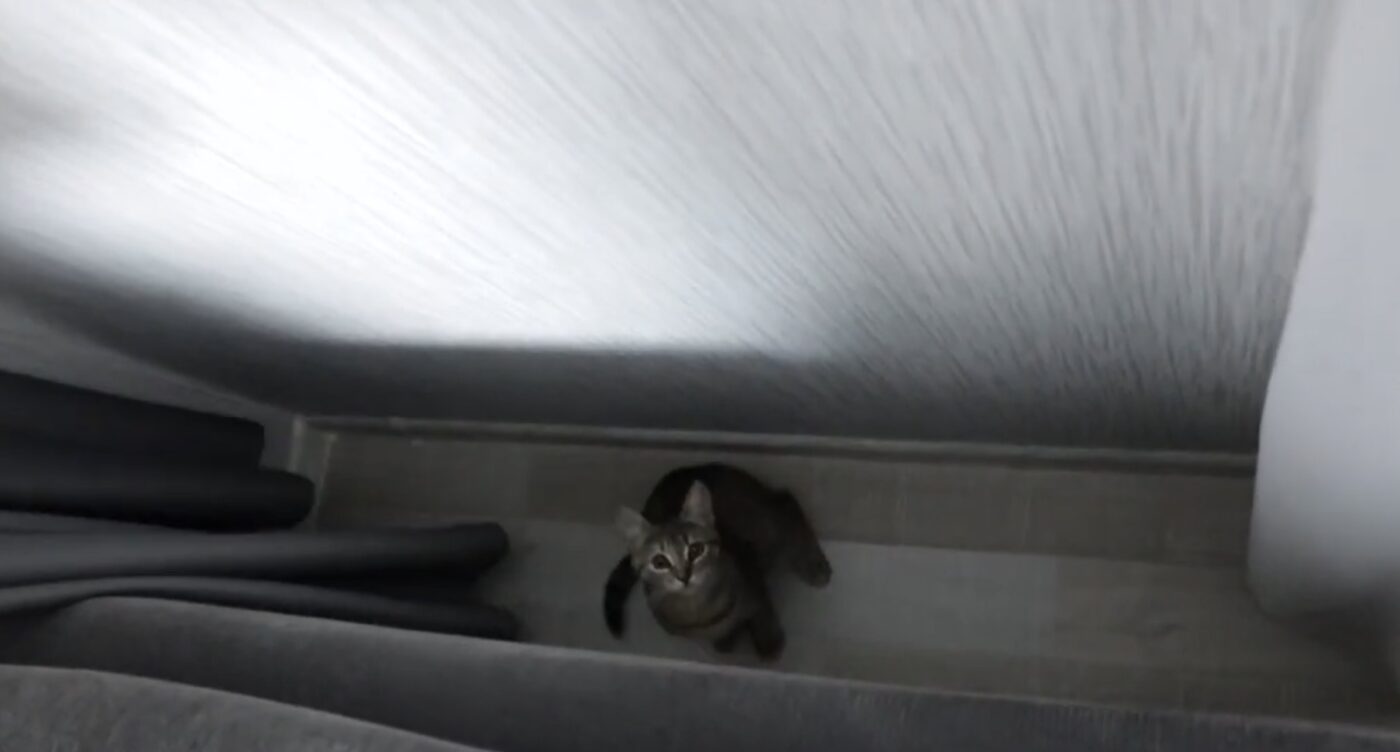 Чим обробити диван, аби кіт не шкрябав меблі