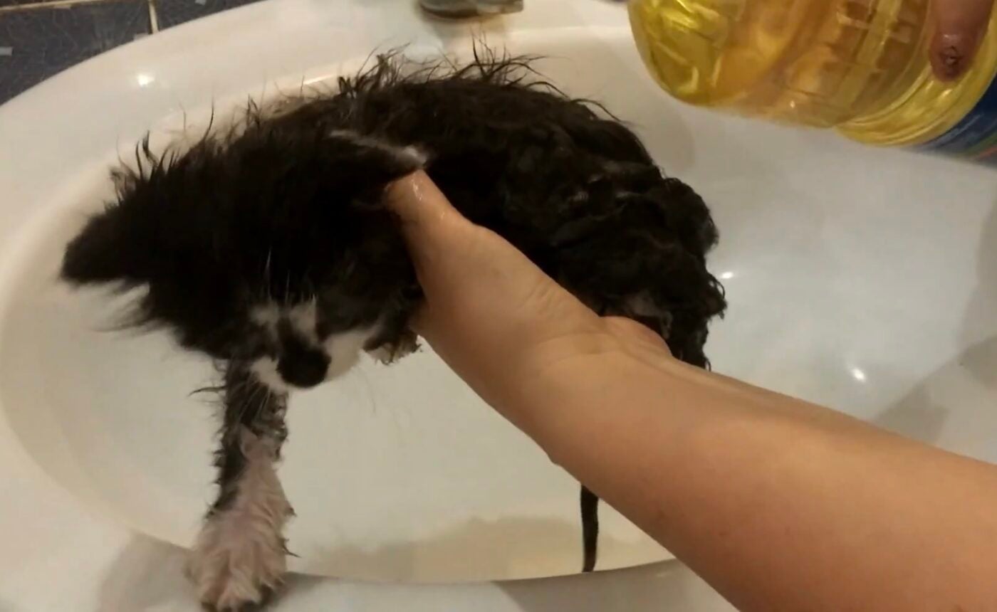 Як врятувати кота від клею для тарганів