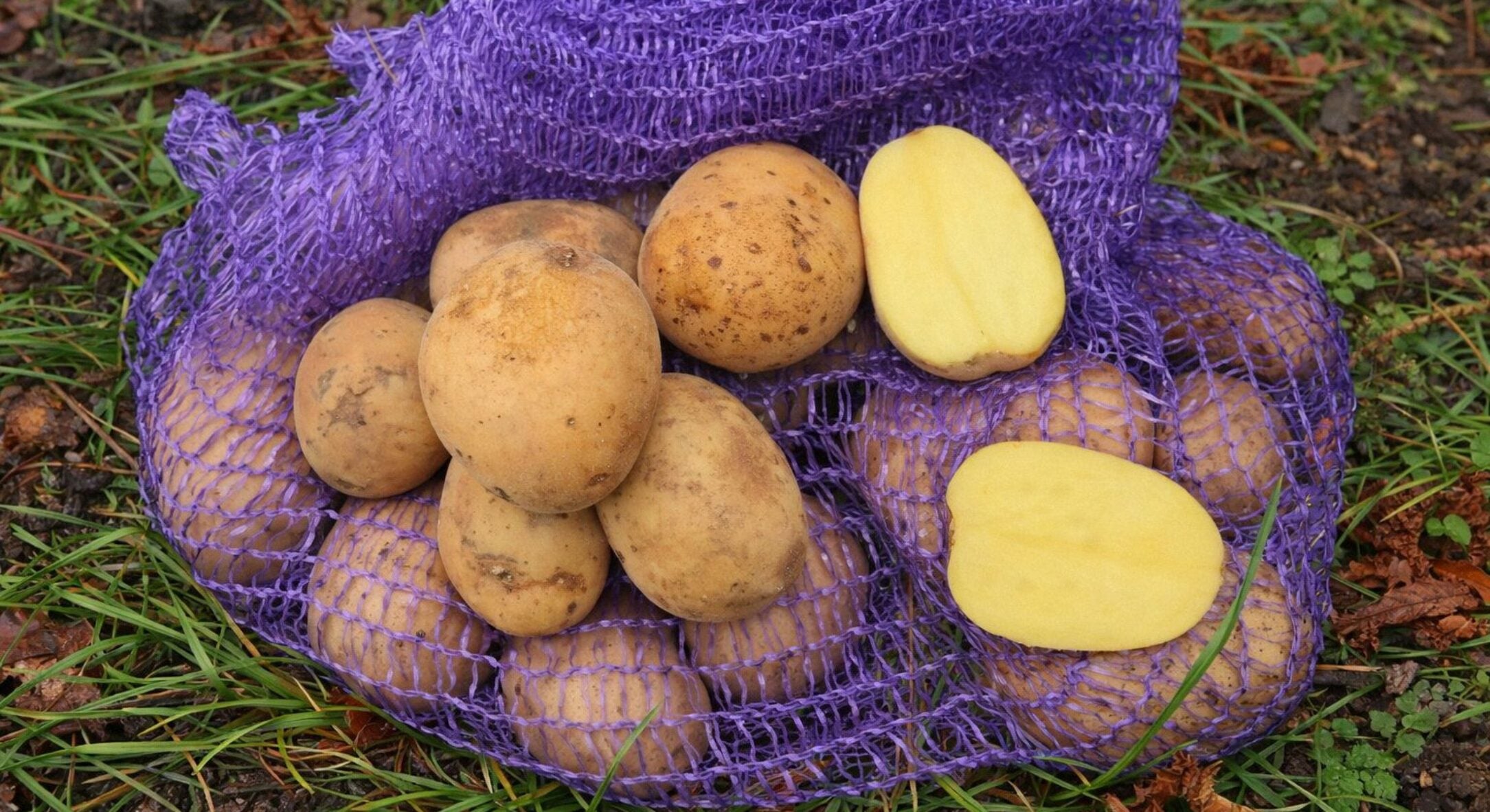 Батько в селі з ранніх сортів картоплі саджає лише 1: кожен кущ дає 5 кг бульб і не боїться жуків 