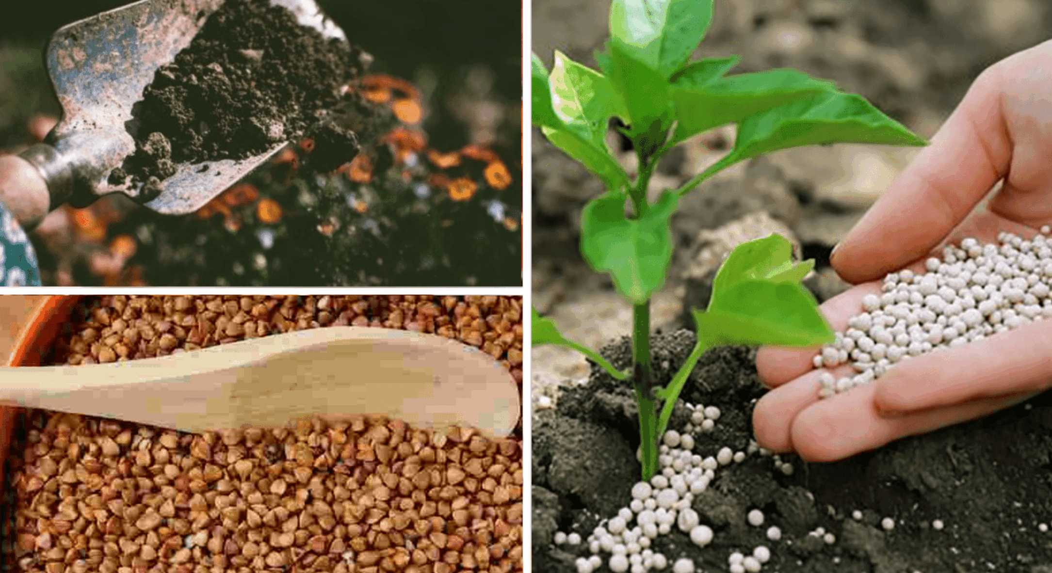 Знайшла 1 пачку старої крупи в коморі, але не викинула: понесла на город та розсипала на грядці – це корисно 