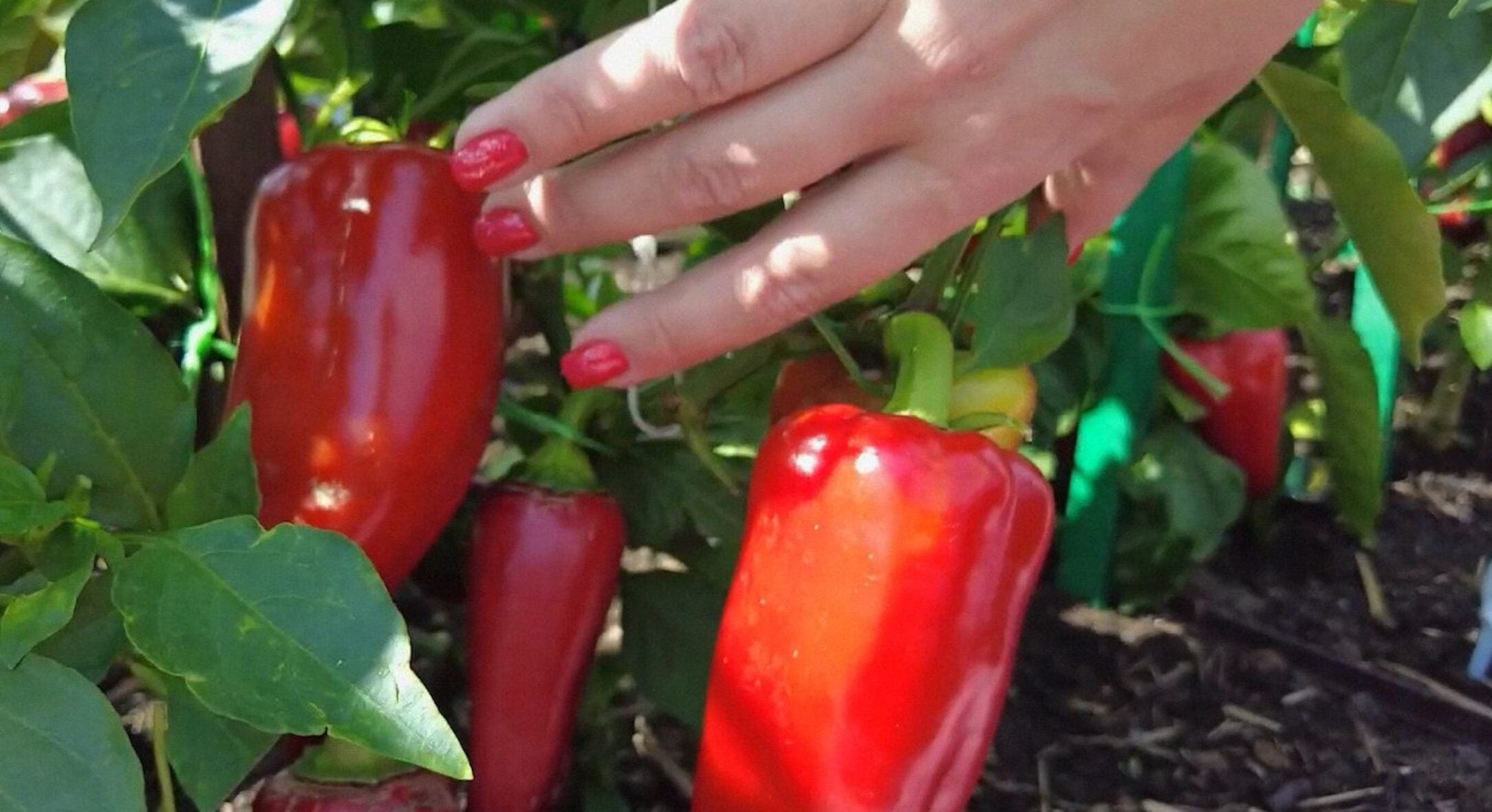 Ці 2 чудових сорти перцю фермери радять вирощувати кожному городнику: врожайні, смачні – переконалася сама 