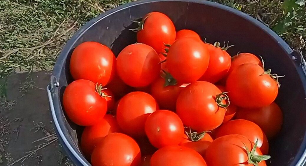 У 2025 році спробувала 5 сортів низькорослих помідорів, але переміг лише 1: ось який варто купити на розсаду 