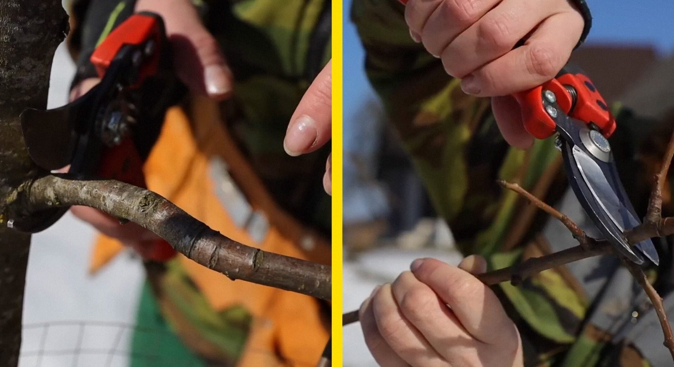 Формую грушу правильно з першого року: як виростити компактне дерево та збирати 5-7 мішків урожаю щороку 