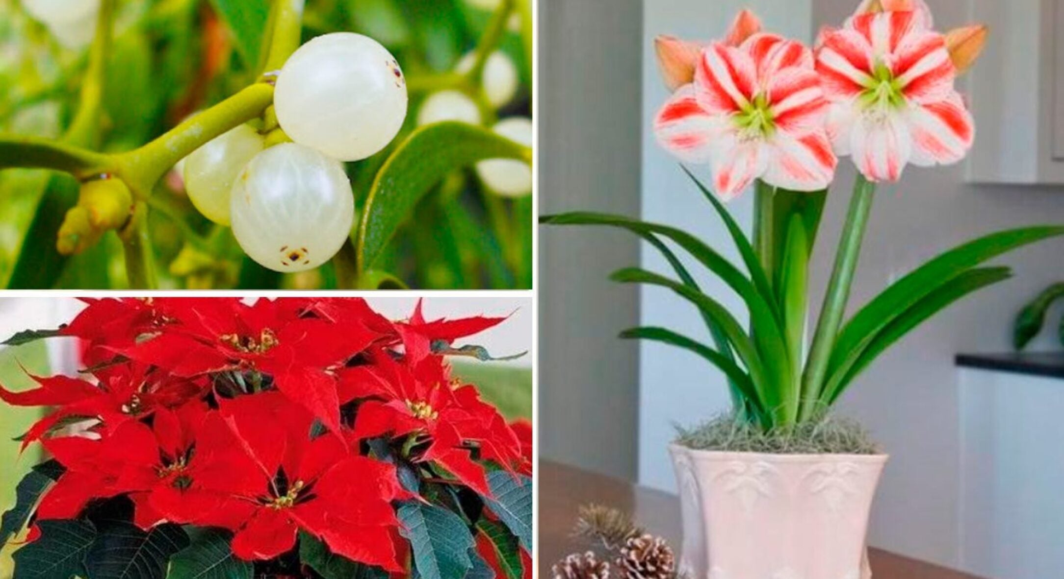 Прикрашаєте оселю до Різдва квітковим декором? Зважте, що 5 традиційних рослин несуть загрозу домашнім 
