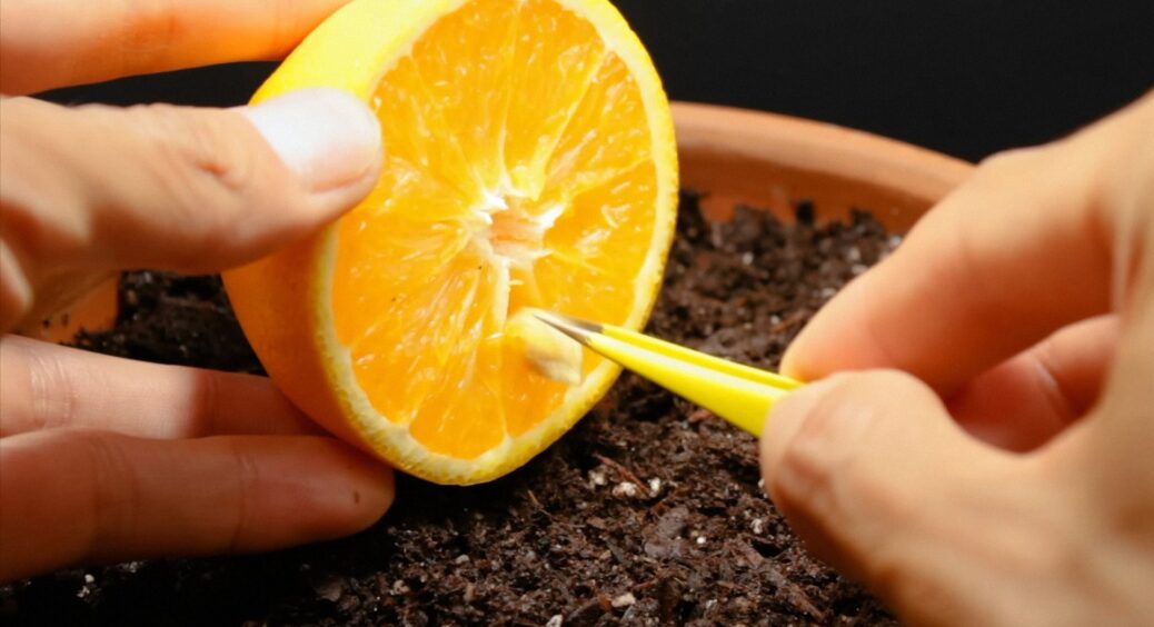 Виростити апельсини вдома на підвіконні реально: що зробити взимку, щоб у 2026 році зняти перші власні плоди 