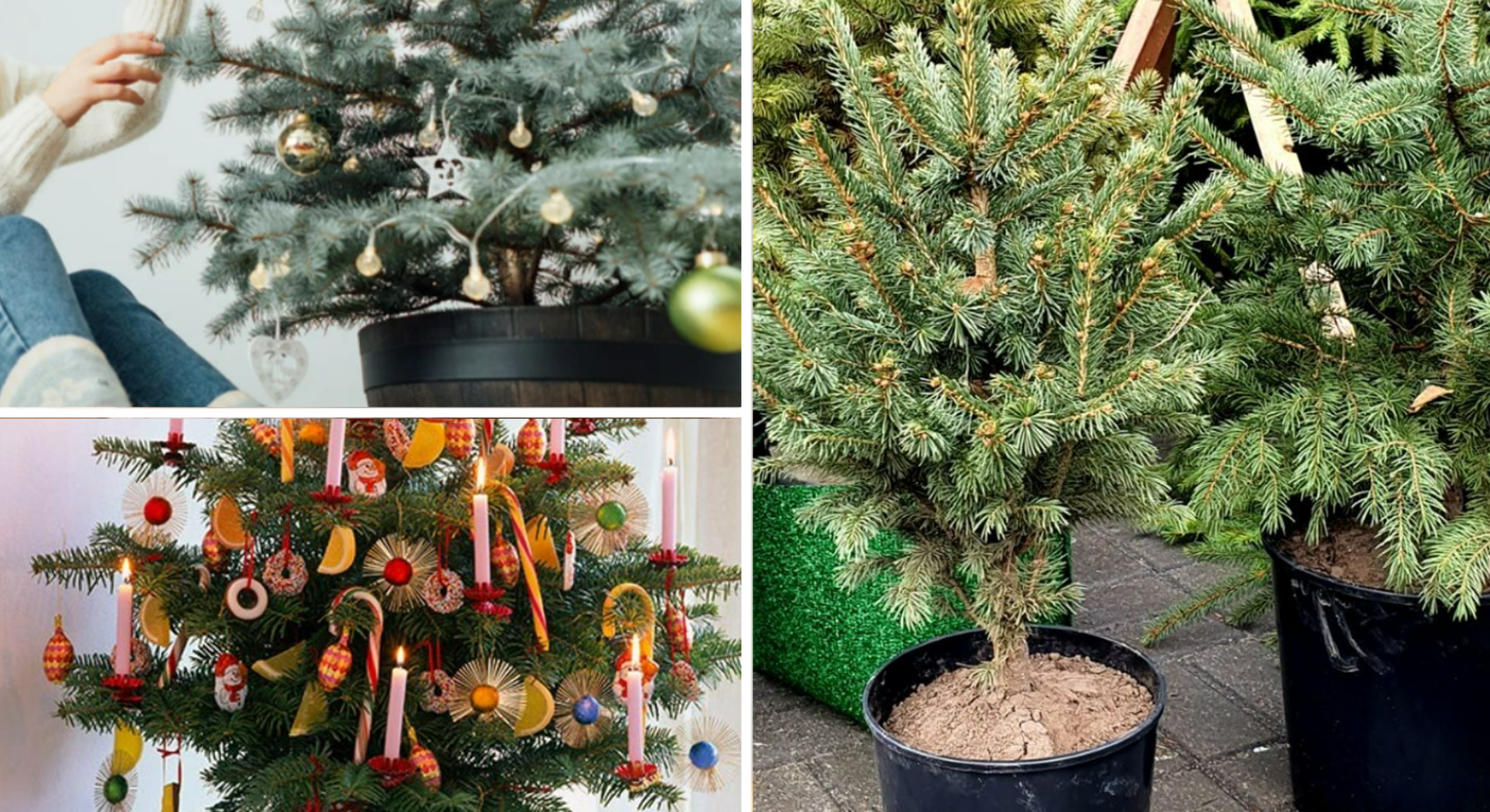 Кілька років ялинки у горщику не приживалися: тепер знаю 3 секрети як обрати “правильне” різдвяне деревце 