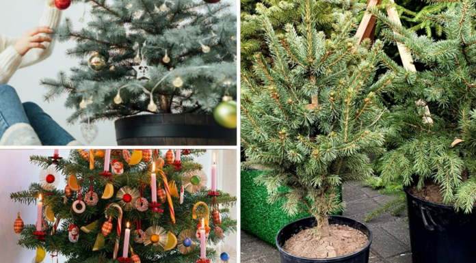 Кілька років ялинки у горщику не приживалися: тепер знаю 3 секрети як обрати “правильне” різдвяне деревце Як обрати живу ялинку в горщику