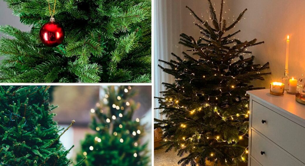 Принесла ялинку з базару, але в будинок відразу не несу: 1 хитрий трюк дозволяє деревцю стояти до лютого 