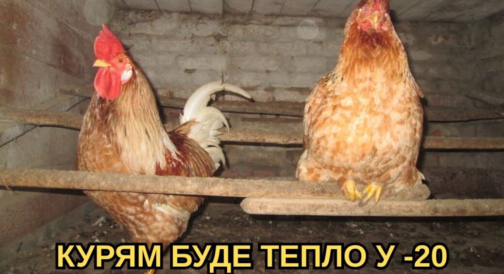 Кладу по 1 шару – і в курнику тепло так, наче опалення на максимумі: курочки несуть яйця лотками 