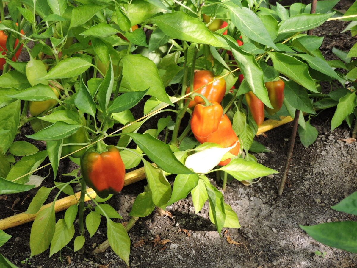 Городники розповіли, який сорт болгарського перцю дає найбільший і найсмачніший урожай на грядці