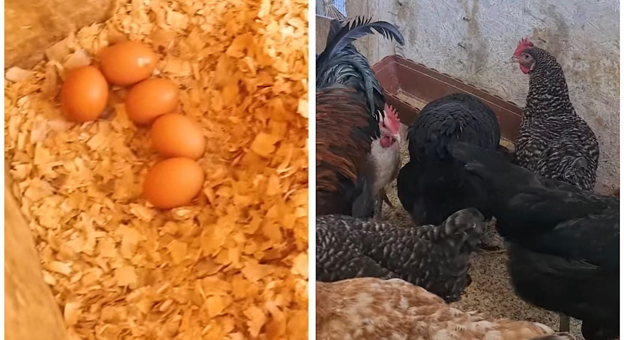 Домашні кури як на курорті: 1 тепла мішанка з овочевих очистків підвищує несучість птиці взимку 