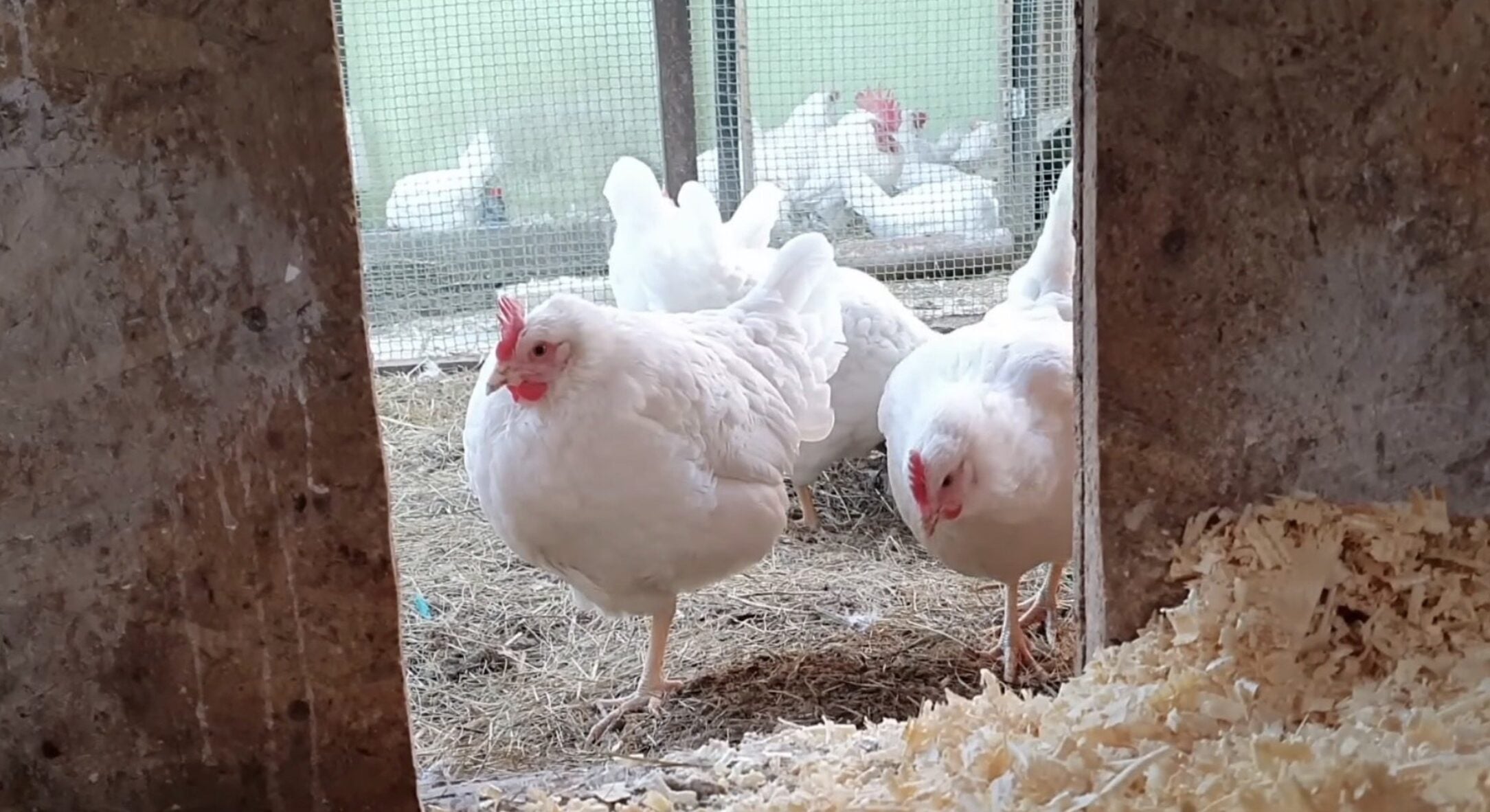 Капаю по 2 краплі – і блохи вилітають кулею з курника: перевірені способи від паразитів у курей 