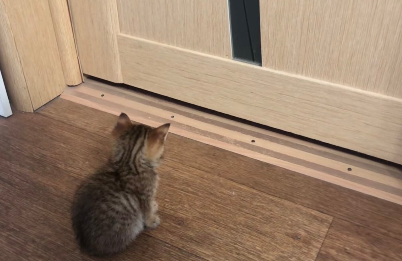 Чому кішки просяться до господарів у ванну