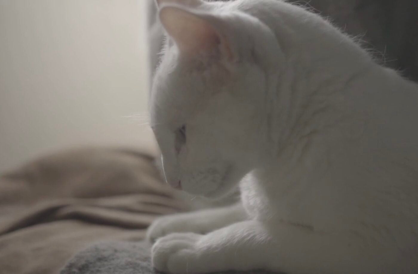 Чому коти люблять витоптувати лапками господаря