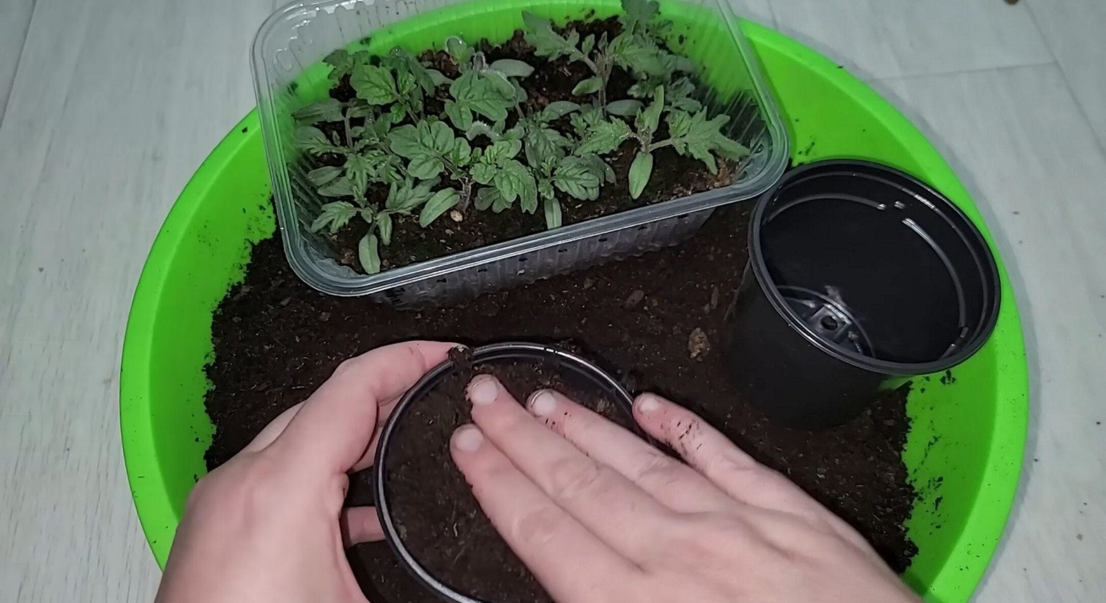 Додаю по 1 гранулі в стаканчик – і розсада томатів не витягується, а росте міцна та зелена 