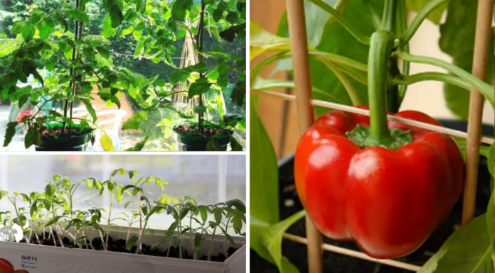 Сію 1 жменю насіння на розсаду, але не накриваю: дивно, але так сходів у 2 рази більше Чому не потрібно накривати розсаду склом чи плівкою