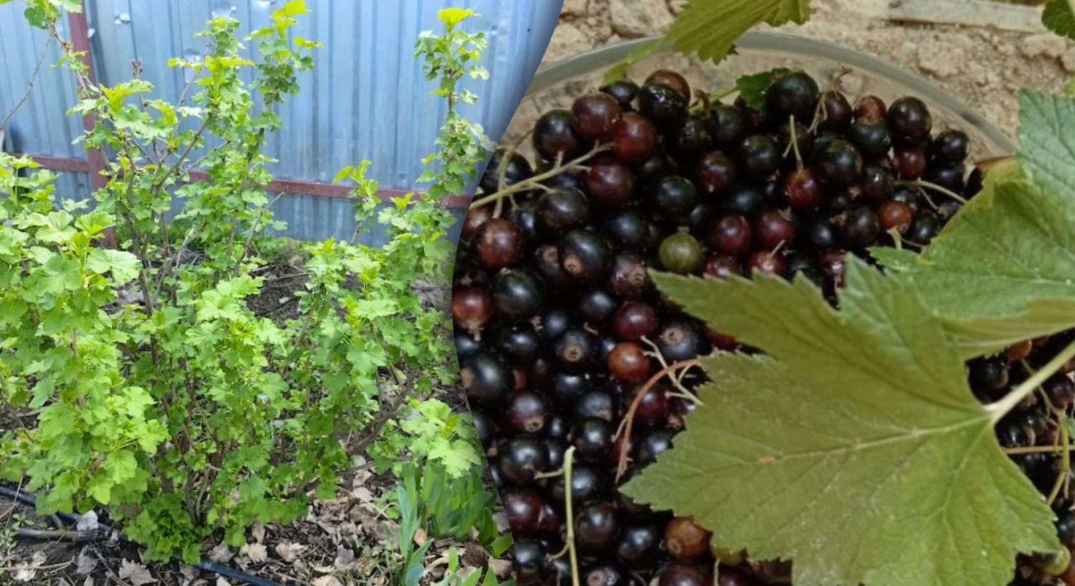 Картопляні лушпайки не викидаю в сміття: сушу та закопую під смородину, як тільки відлига 