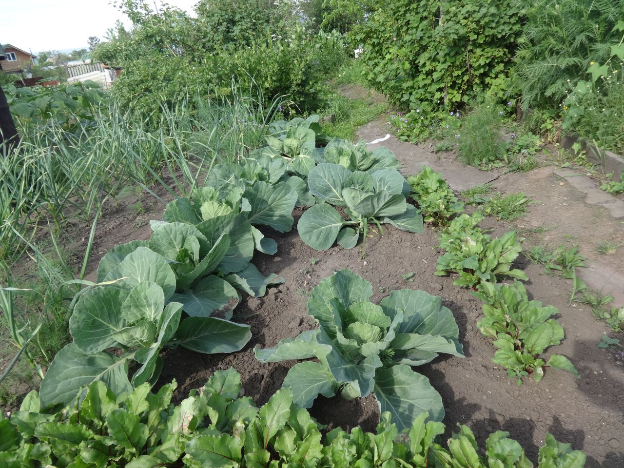 Городники розповіли, як правильно поливати капусту на грядці, аби вона не розтріскувалась