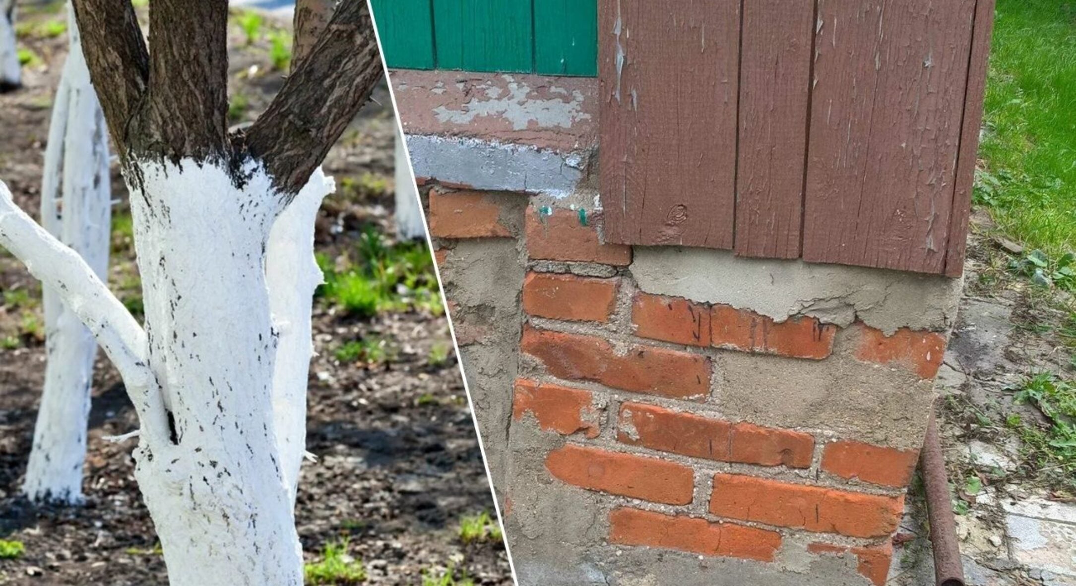 Батько в селі розповів: які 4 дерева ні в якому разі не можна садити поряд з будинком — фундаменту гаплик 