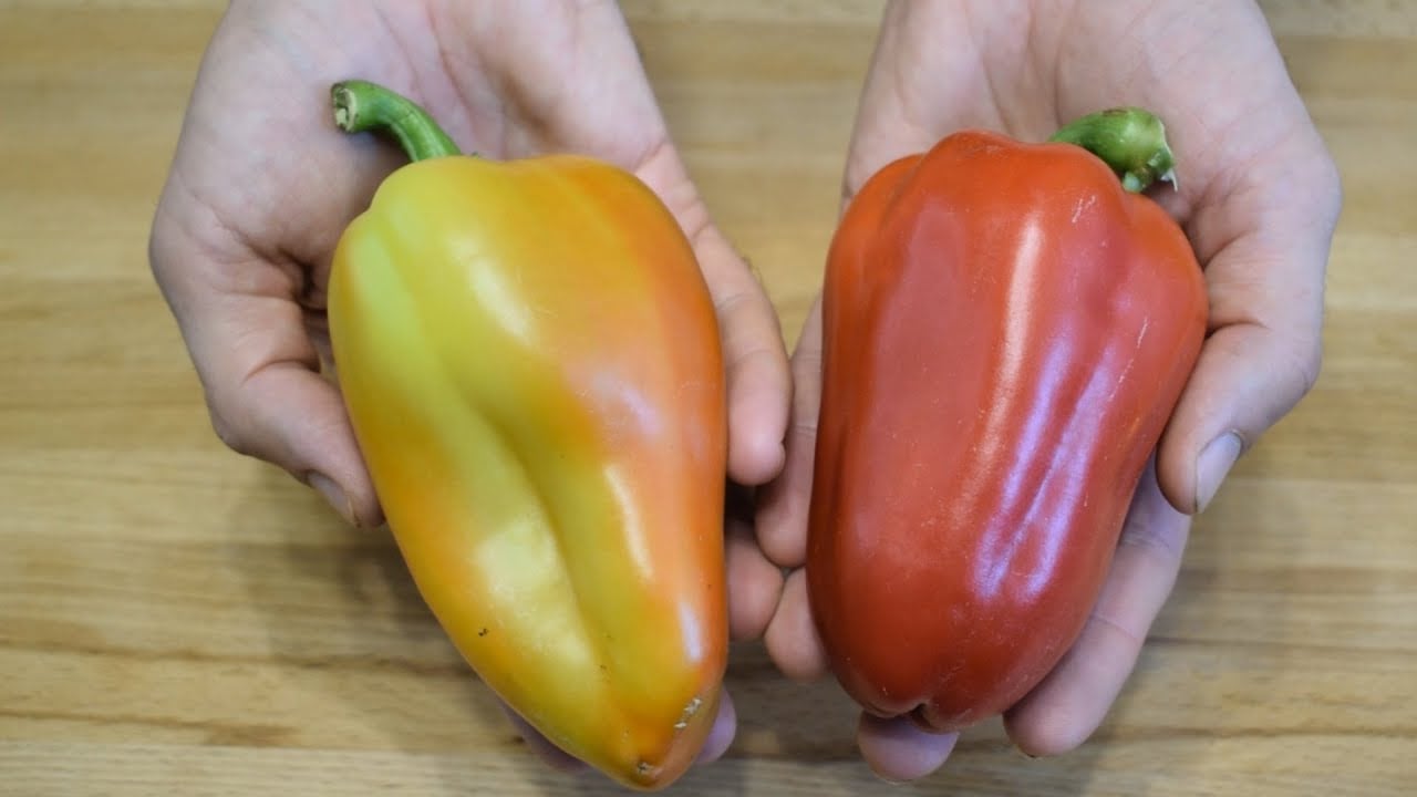 Експерти розповіли, як обробити ґрунт від попелиці перед посадкою розсади болгарського перцю