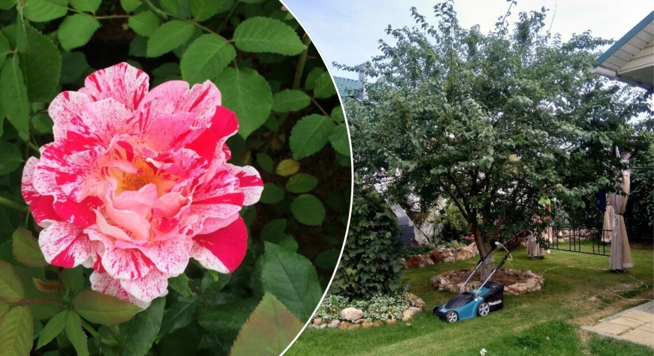 Ці 3 кущі не можна обрізати до Великодня — втратите врожай на кілька років вперед: список 