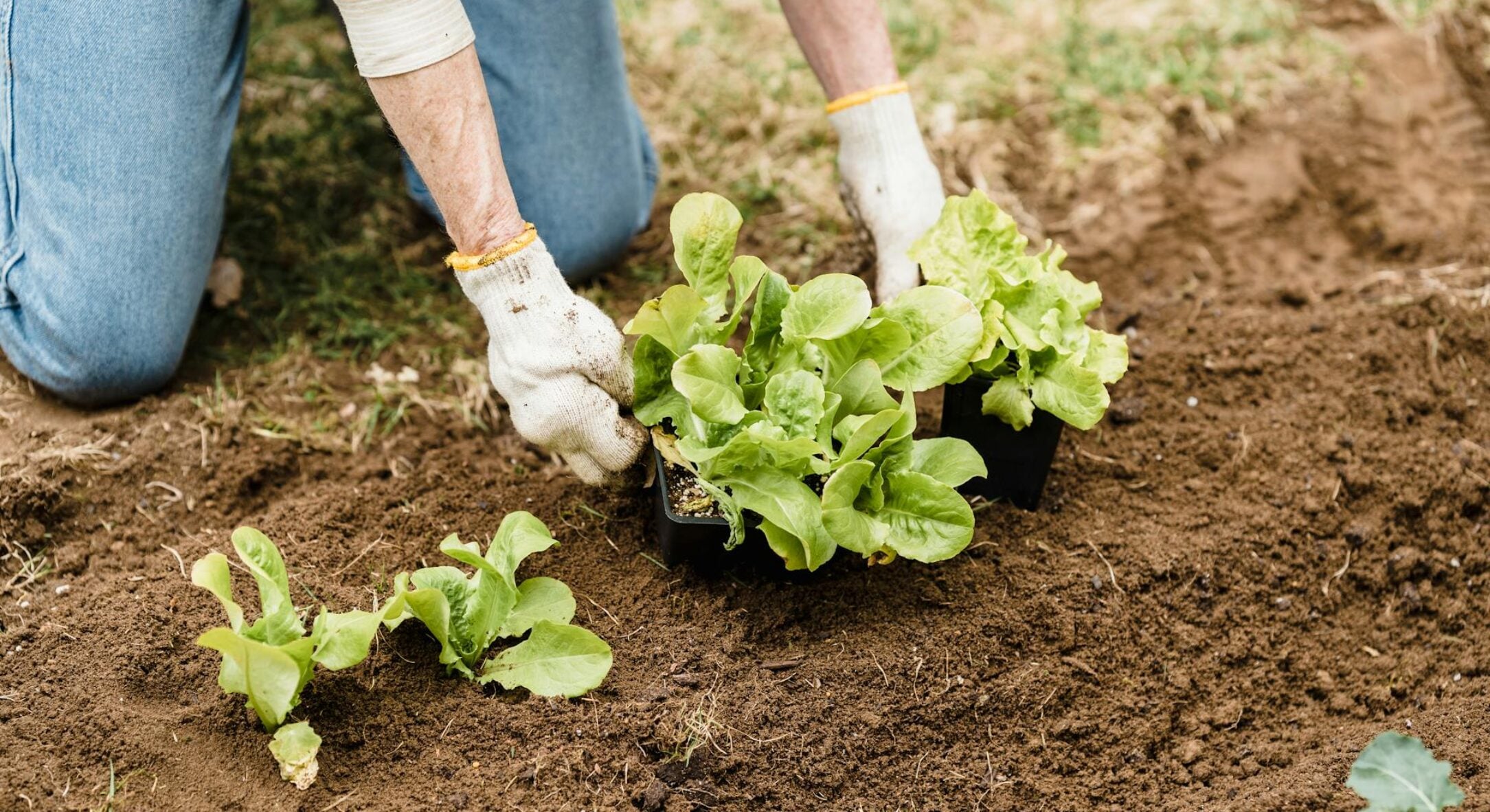 Щоб на городі не було шкідників, не садіть ці 4 рослини: красиві, але шкоди від них більше, ніж користі 