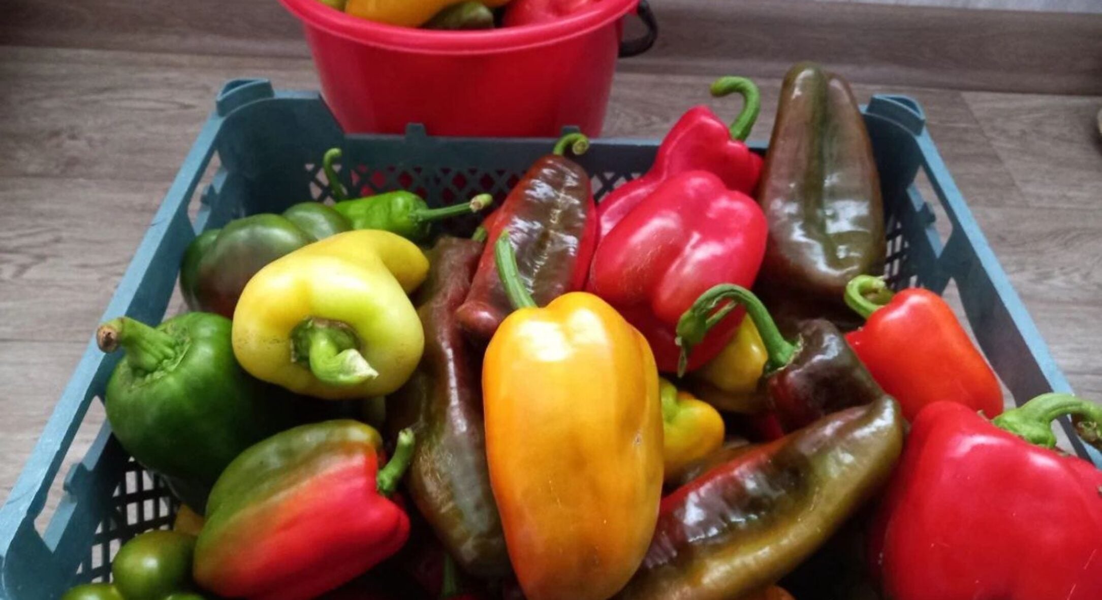 Перед висадкою перцю роблю 1 обробку ґрунту — і попелиця не з’являється все літо: +3 кг до врожаю 