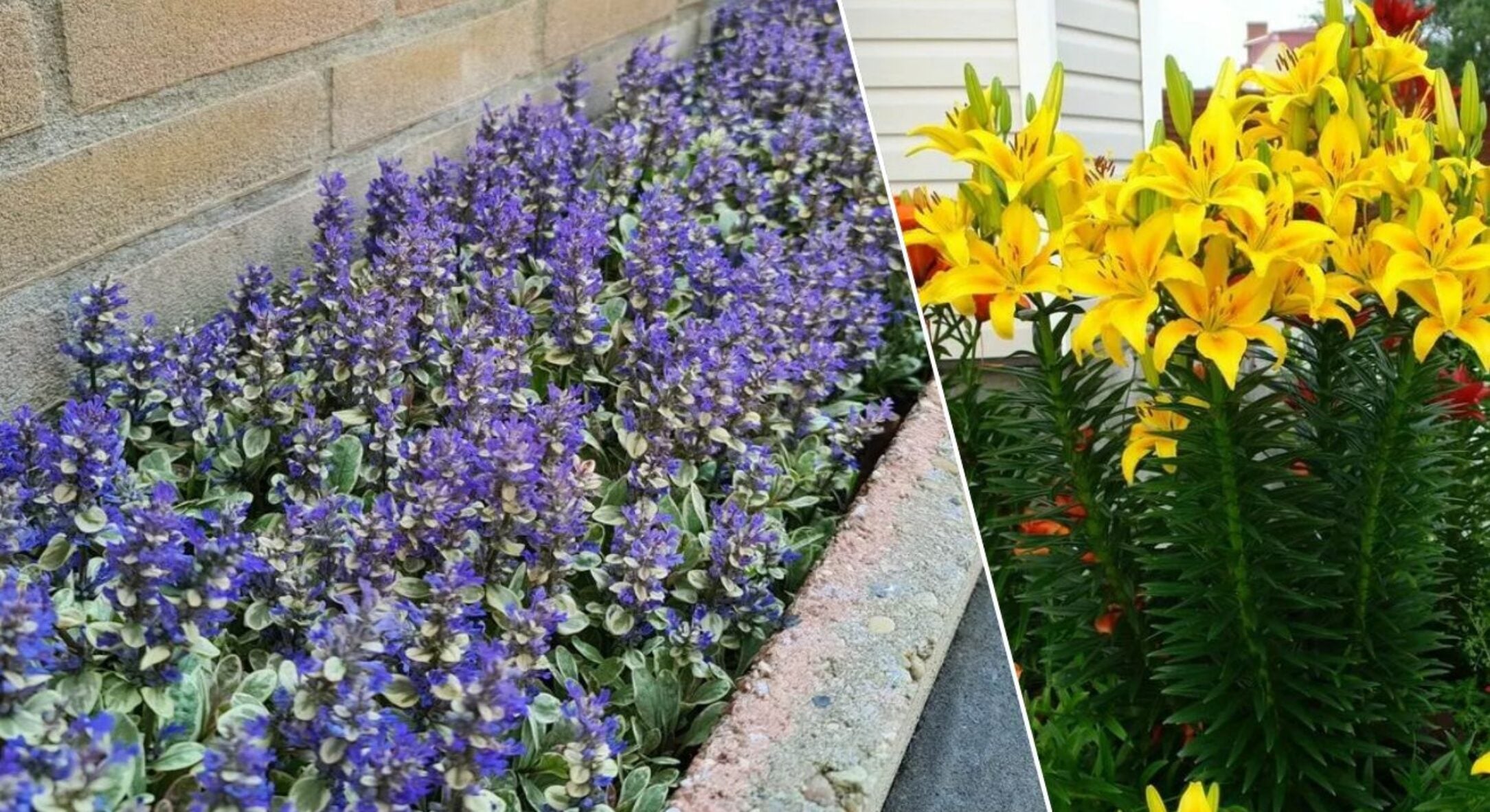 Ці 5 рослин не можна садити біля хати: той випадок, коли прикмета збігається з реальністю 