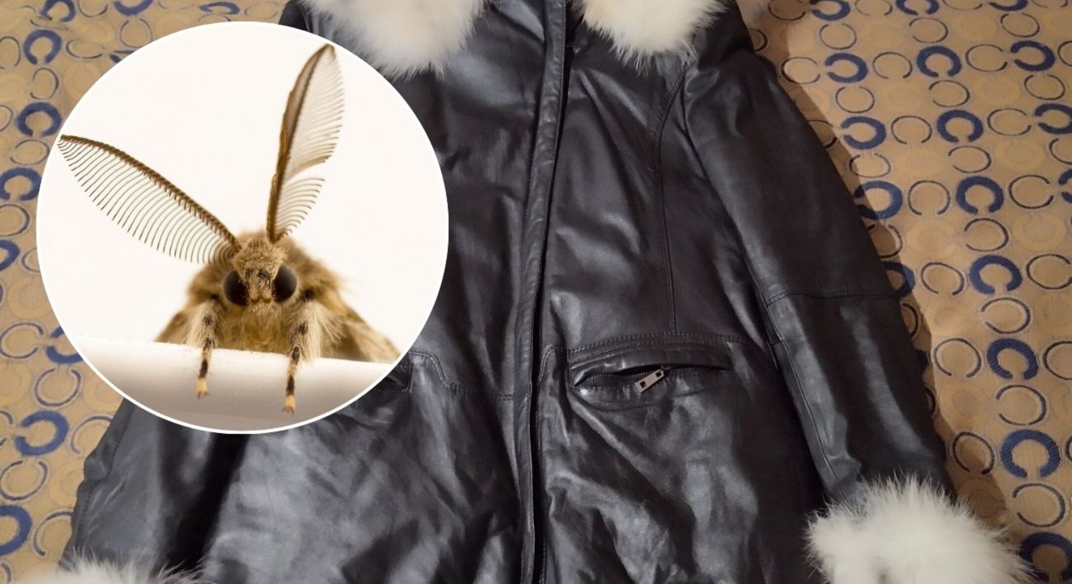 Міль ледве не “виїла” улюблену шубу: поклала 1 пакетик у шафу, і комахи розчинились одна за одною 
