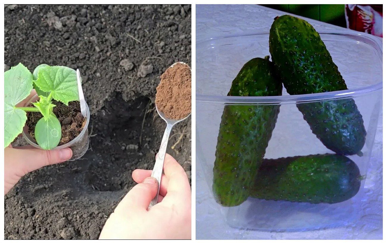 Не зола і не гній: ось яким 1 добривом підживлювати огірки для щедрого і смачного врожаю