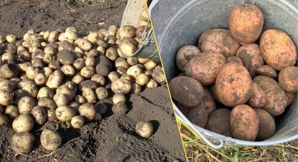 Не саджу картоплю, поки не зроблю 1 дію: в 2025 проігнорувала — і згнила половина врожаю 