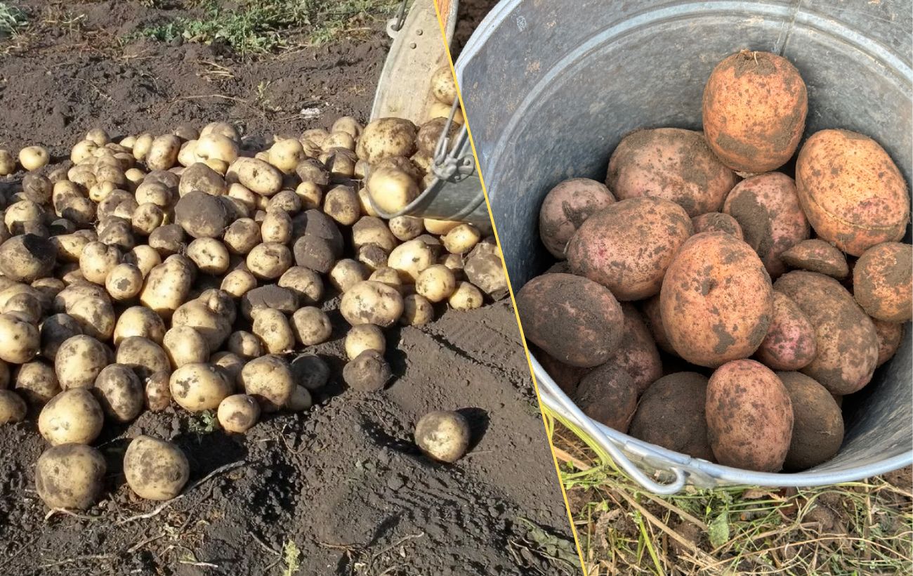 Не саджу картоплю, поки не зроблю 1 дію: в 2025 проігнорувала - і згнила половина врожаю
