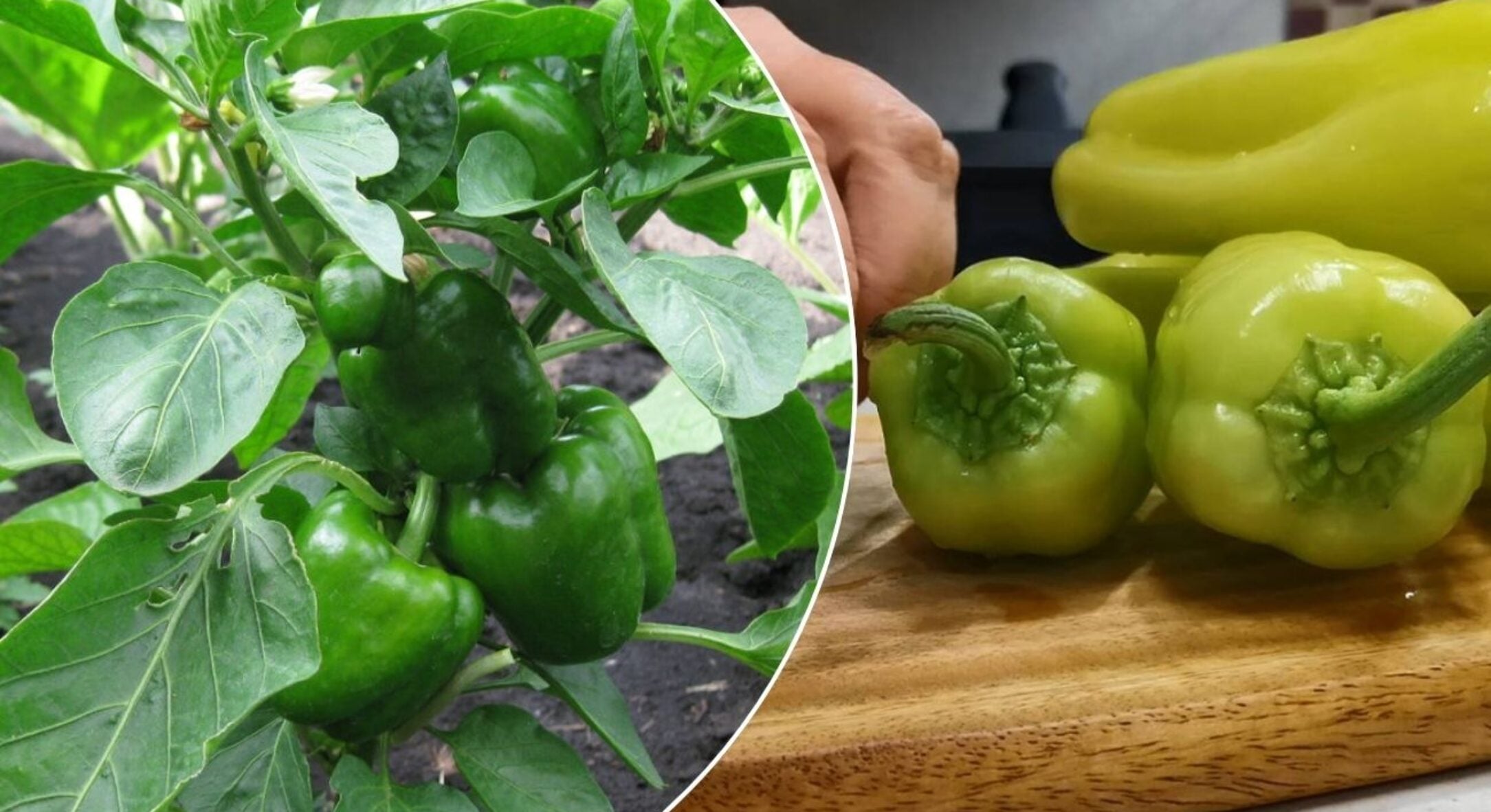 2 ідеальні сорти болгарського перцю, які дають урожай по 5-6 кг навіть у холод: “гіганти” серед гібридів 