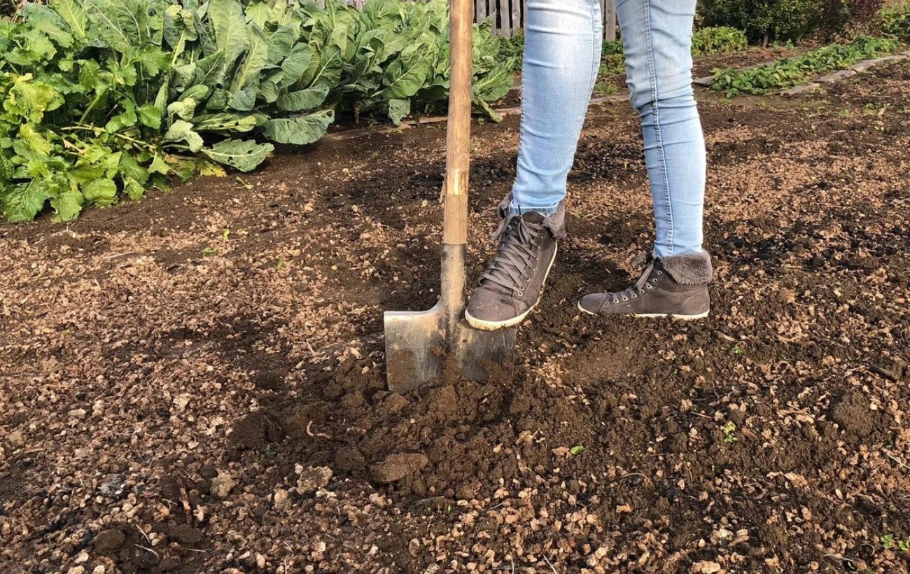 Експерти порадили, чим удобрити ґрунт, аби він став урожайним і родючим, ніби чорнозем