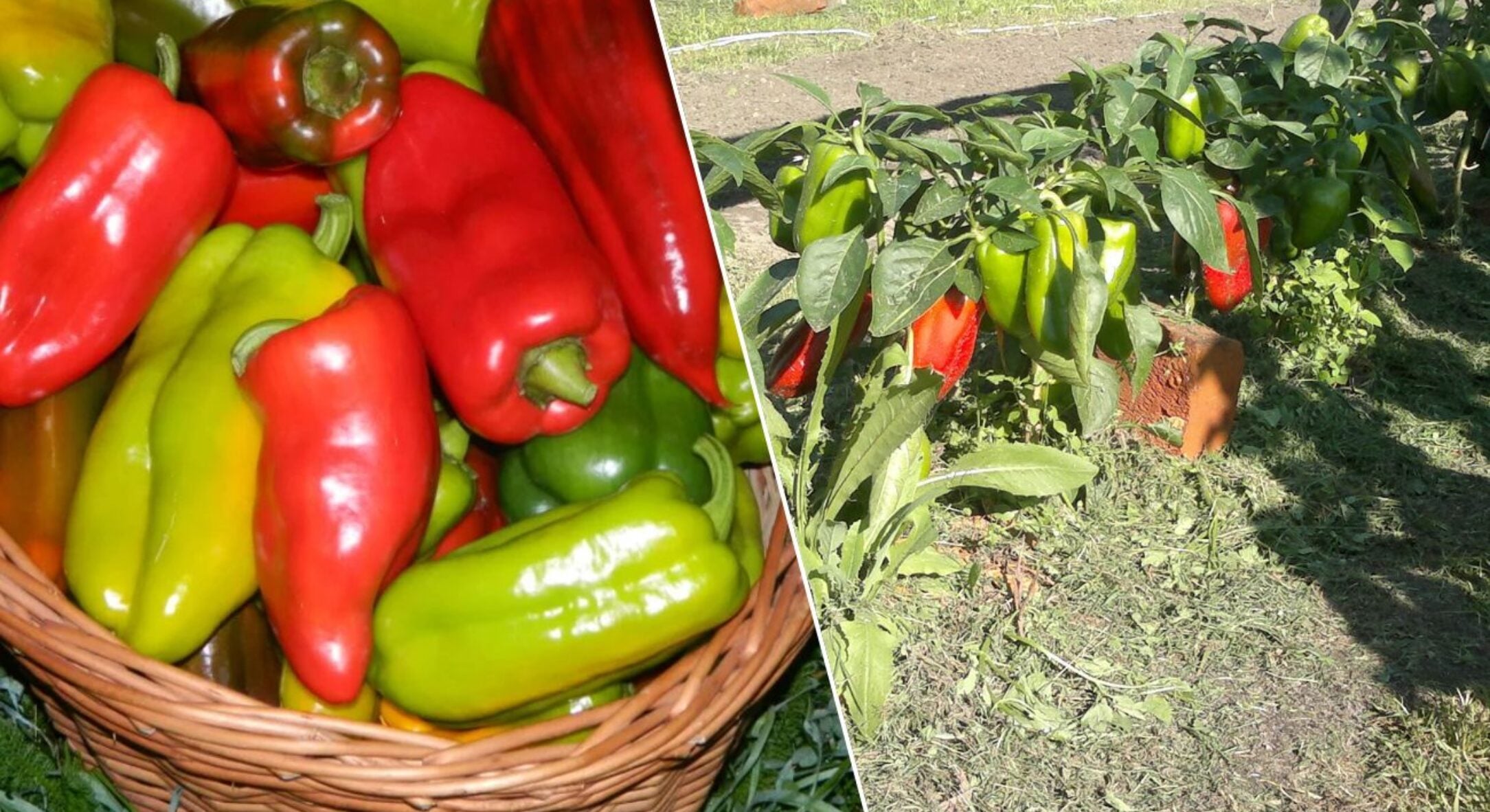 3 сорти перцю, які переживуть холодну весну 2026 року: садівники розкупають насіння — встигніть! 