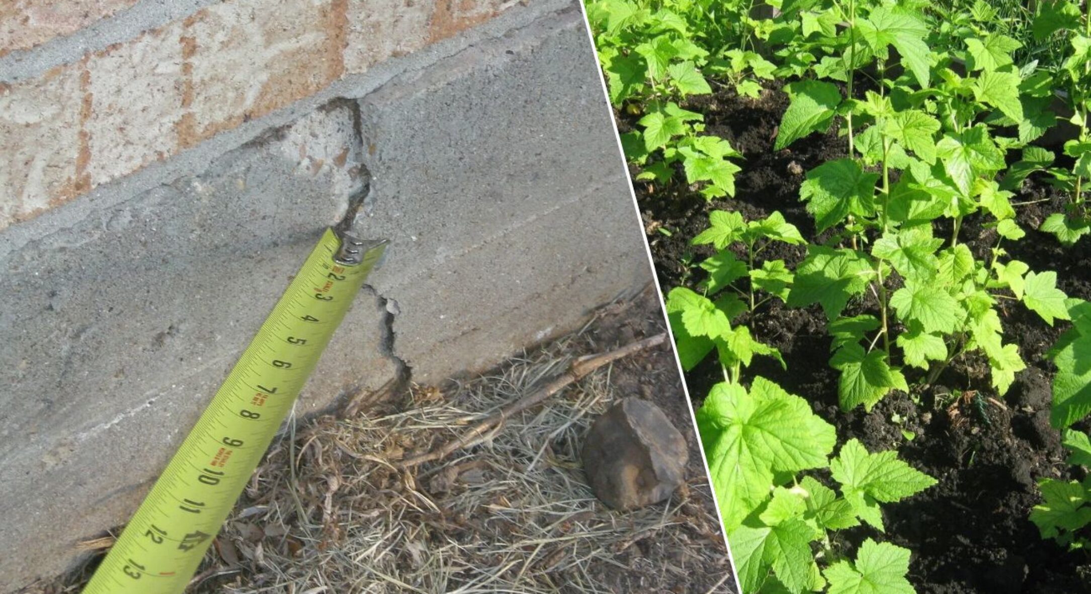 Ось які 3 рослини “тягнуть” вологу з фундаменту: не садіть їх біля будинку, якщо не хочете переїжджати 