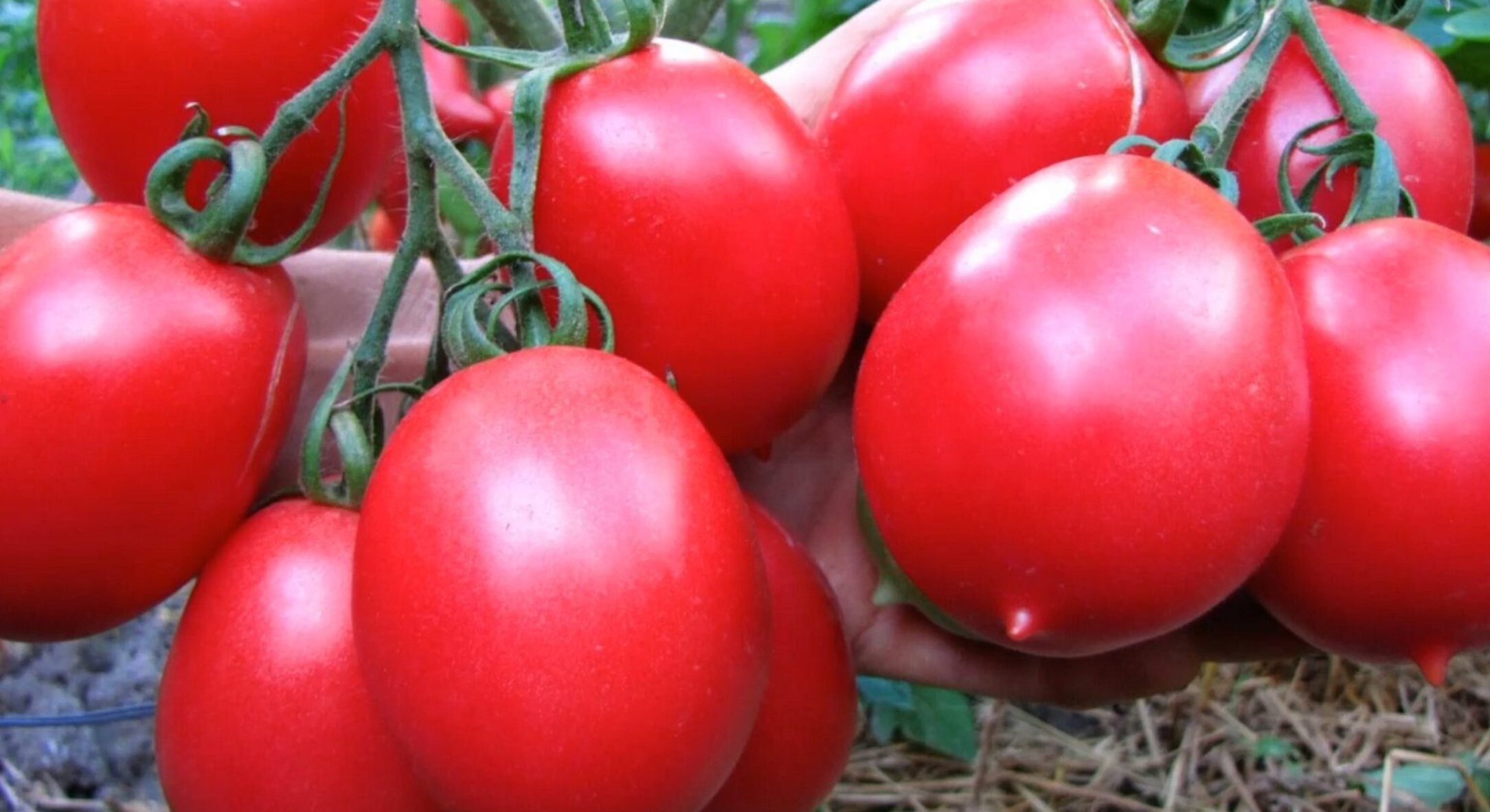 2 сорти помідорів на випадок і холодної весни, і посушливої: не бояться примх погоди 