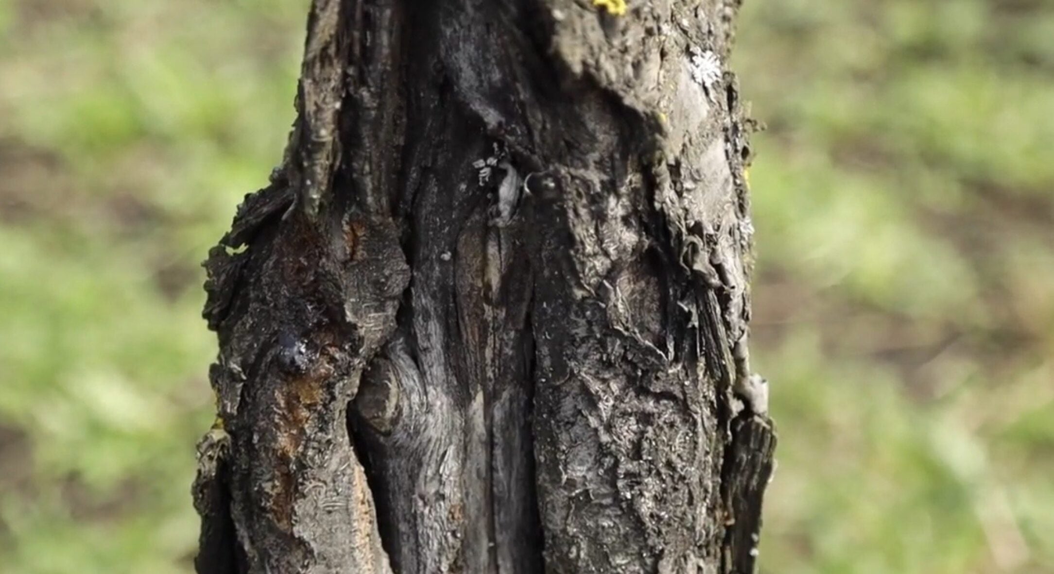 Вийшла в сад і “очманіла”: дерева всі у тріщинах. 1 народний спосіб, як захистити рослини від морозобоїн 