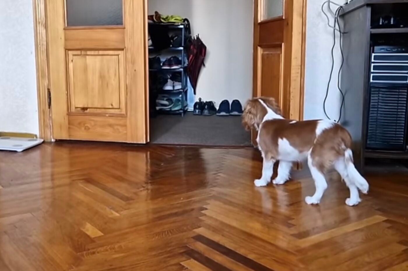 Які дії господарів змушують собак думати, що їх покинули