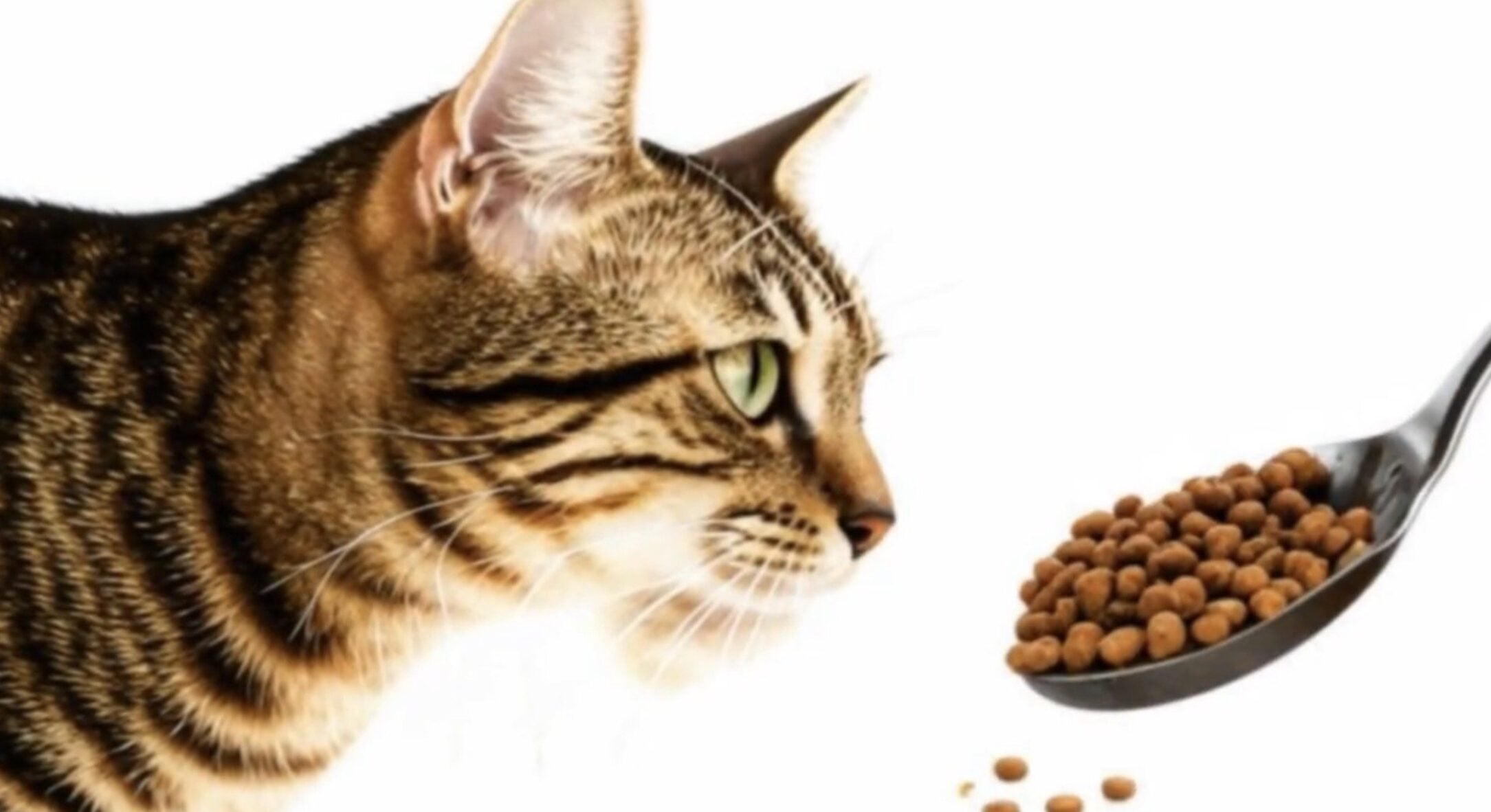 Кладу по 1 штучці в тарілку – і кішка не лякається кожного шурхоту: перевірений спосіб для заспокоєння 