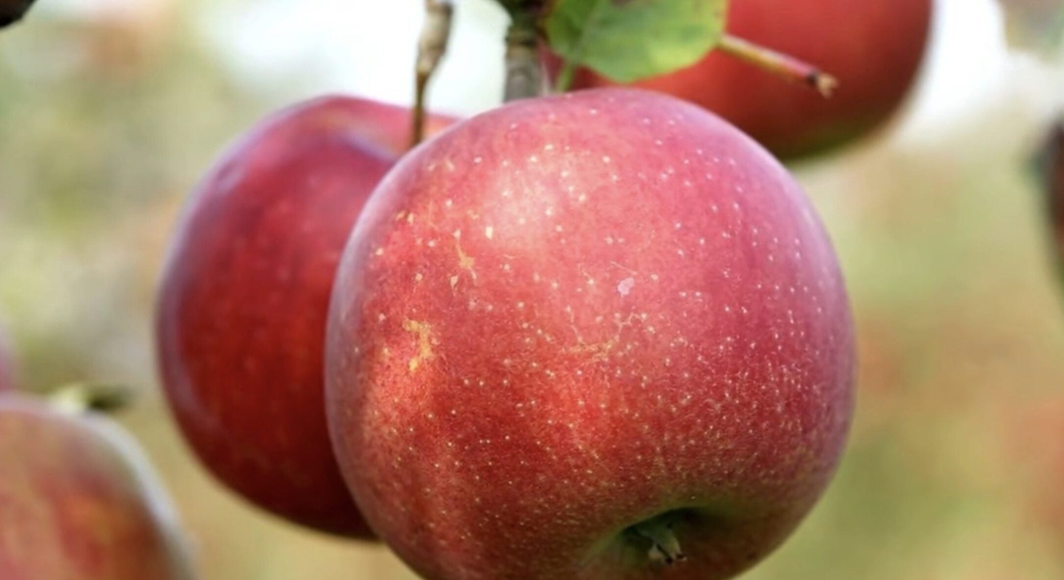 Ці 5 сортів яблук допоможуть краще перетравлювати їжу: експерти радять включити їх у раціон 