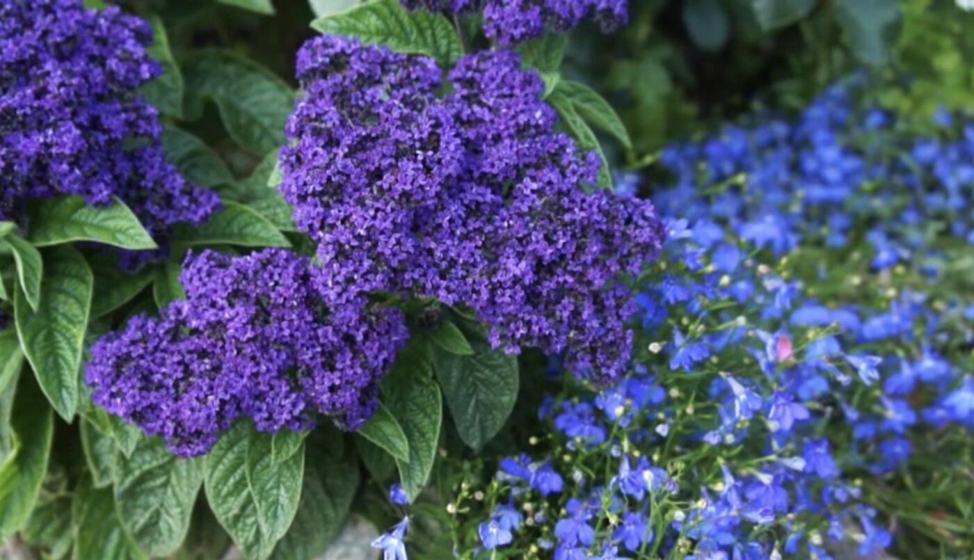 Квіти-багаторічники, що витісняють бур'яни. Фото: скріншот з відео