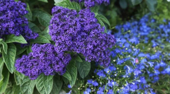 Ця квітка пахне ваніллю та нереально красиво цвіте: 1 багаторічник, який слід посадити в кожному садку Садівники порадили багаторічну квітку, яка має аромат ванілі