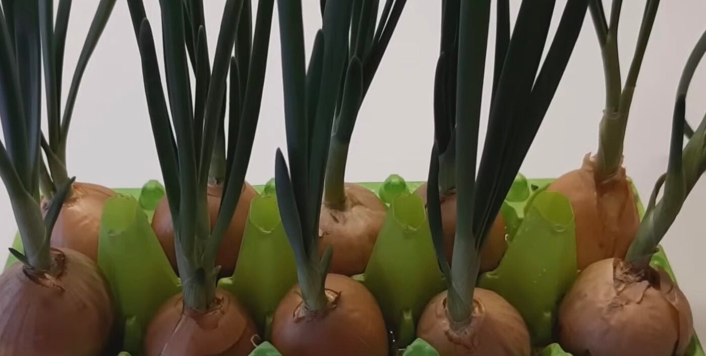 Як швидко виростити зелену цибулю без землі